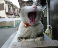 ネコ写真