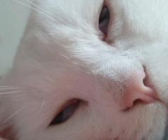 ネコ写真