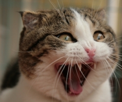 ネコ写真