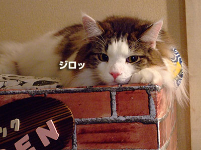 横目で見るネコ かわいい猫写真 猫画像の投稿サイト ネコジルシ