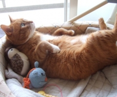 ネコ写真