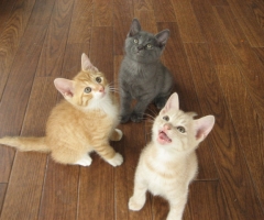 ネコ写真