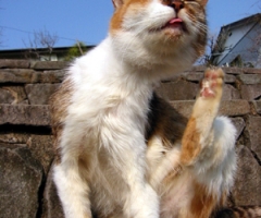ネコ写真
