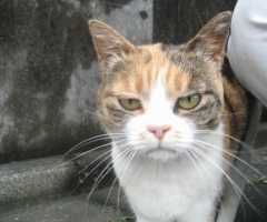 ネコ写真