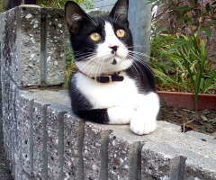 ネコ写真