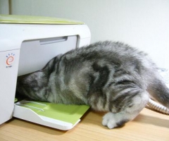 ネコ写真