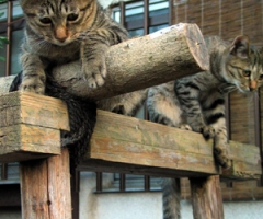 ネコ写真