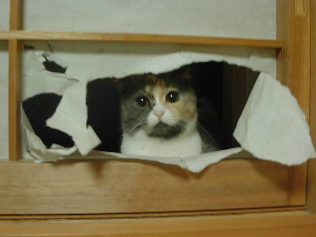 いたずら かわいい猫写真 猫画像の投稿サイト ネコジルシ