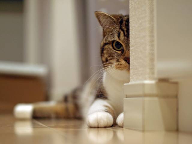 家政婦にょろ子は見た かわいい猫写真 猫画像の投稿サイト ネコジルシ