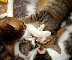 猫写真