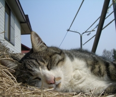 猫写真