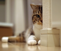 猫写真