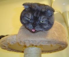 猫写真