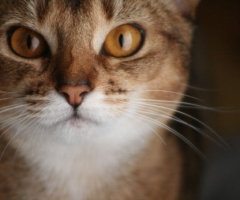 猫写真