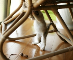 猫写真