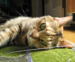 猫写真