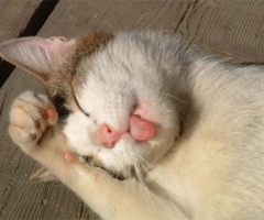 猫写真