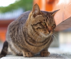 猫写真