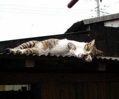 猫写真