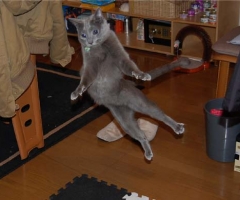 猫写真