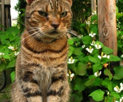 猫写真