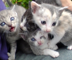 猫写真