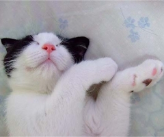 ネコ写真