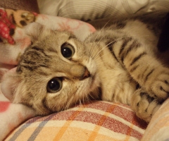 ネコ写真