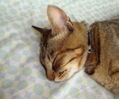 ネコ写真