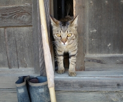ネコ写真
