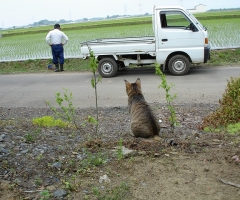 ネコ写真