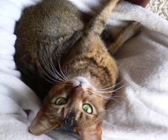 ネコ写真
