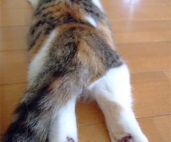 ネコ写真