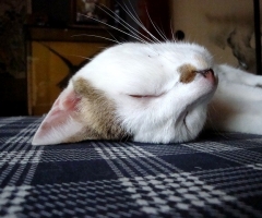ネコ写真