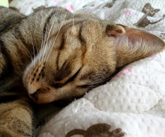 ネコ写真