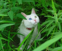 ネコ写真