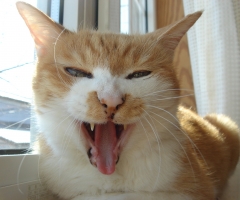 ネコ写真