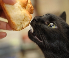 ネコ写真
