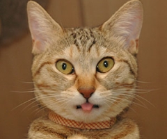 ネコ写真