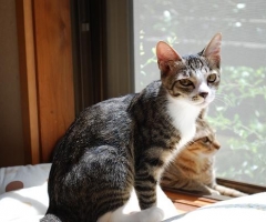 ネコ写真