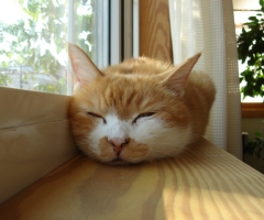 ネコ写真