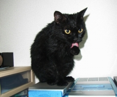 ネコ写真