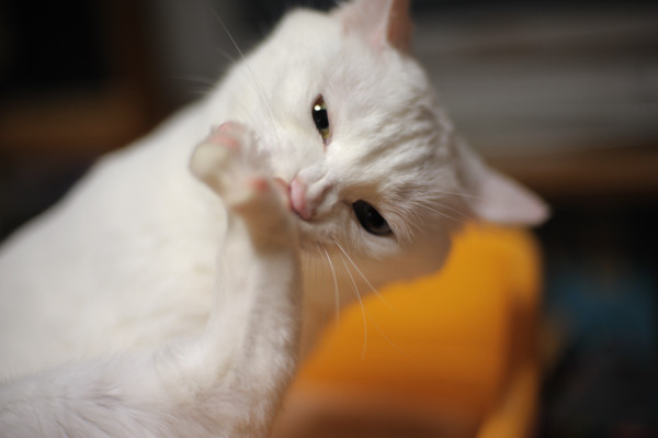 眉間にシワ寄せて かわいい猫写真 猫画像の投稿サイト ネコジルシ