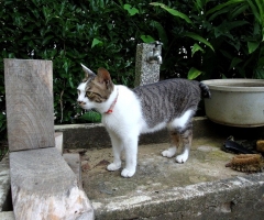 ネコ写真