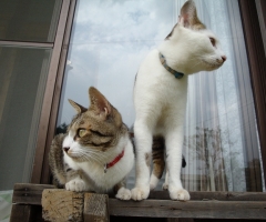 ネコ写真