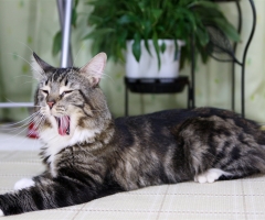 猫写真