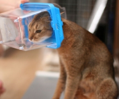 ネコ写真