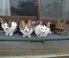 ネコ写真