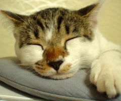ネコ写真