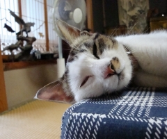 ネコ写真